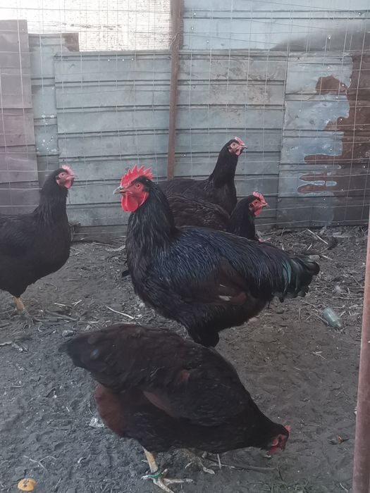 Oua incubat wyandotte, rhode island wyandotte pitic, cochinchina pitic