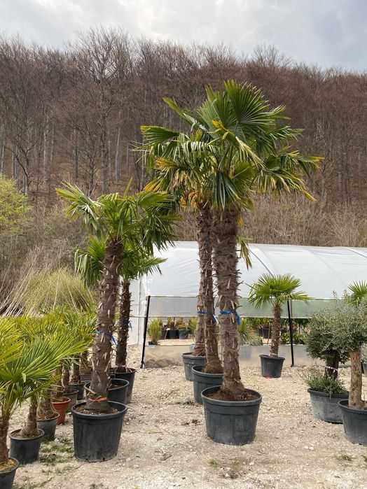 Palmieri Trachycarpus Ornamentali pentru Curți și Grădini Elegante