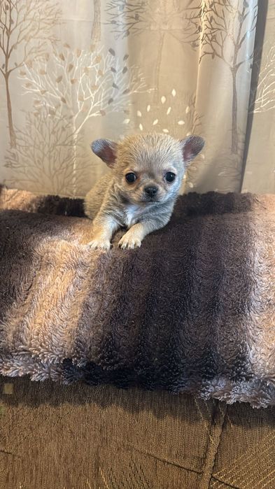 Чихуахуа кучета 2