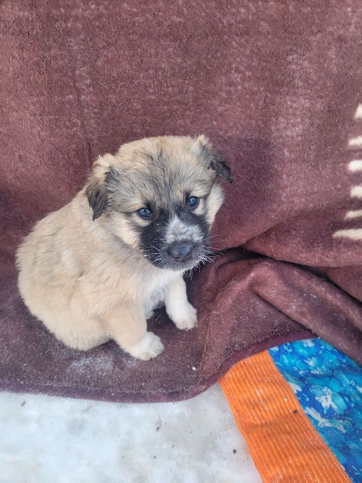 Щенки ищят дом сиротки