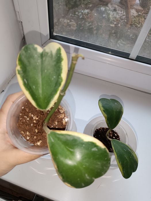 Цветок хойя керри варигата альбомаргената