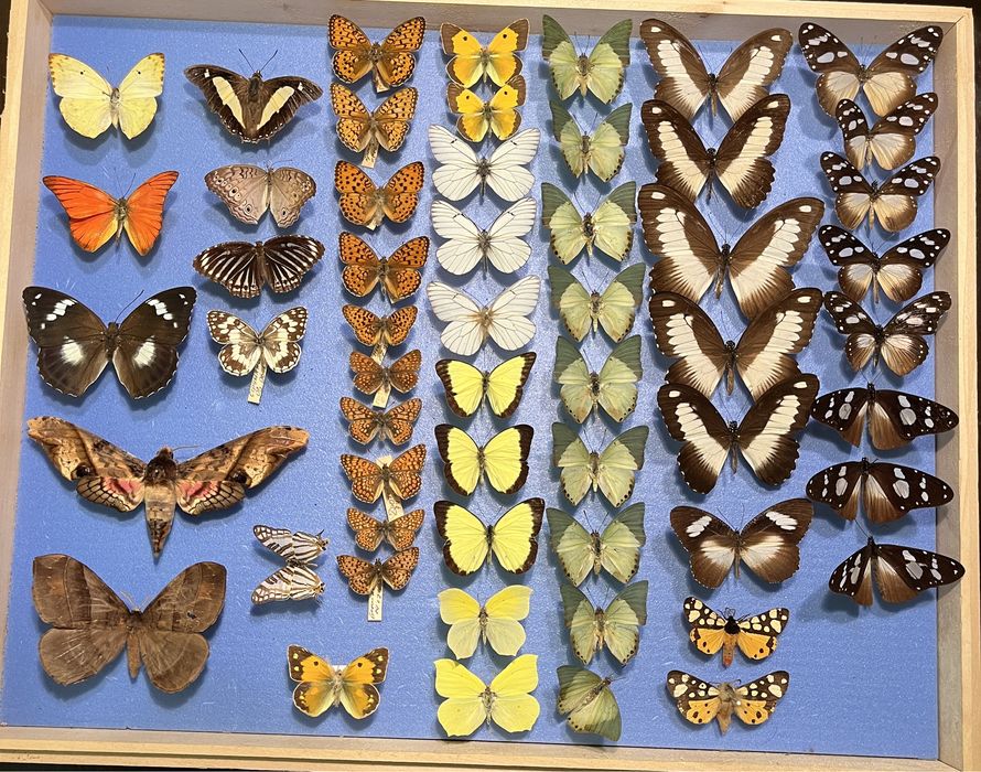 Колекция пеперуди