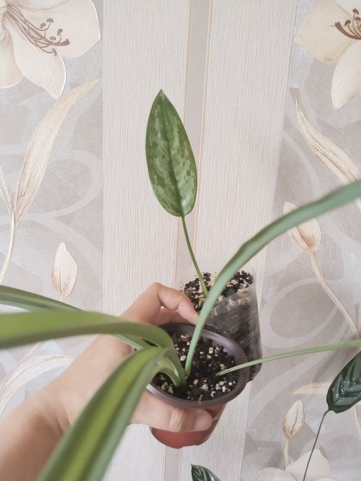 Продам деток комнатных растений