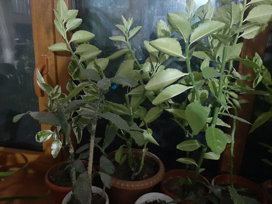 Педилантус. Лестница Иакова.