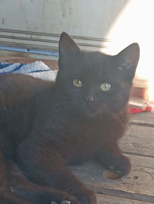 Кошечка . Бесплатно .