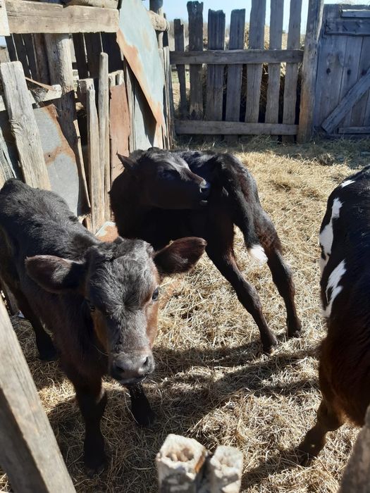 Телята двойняшки