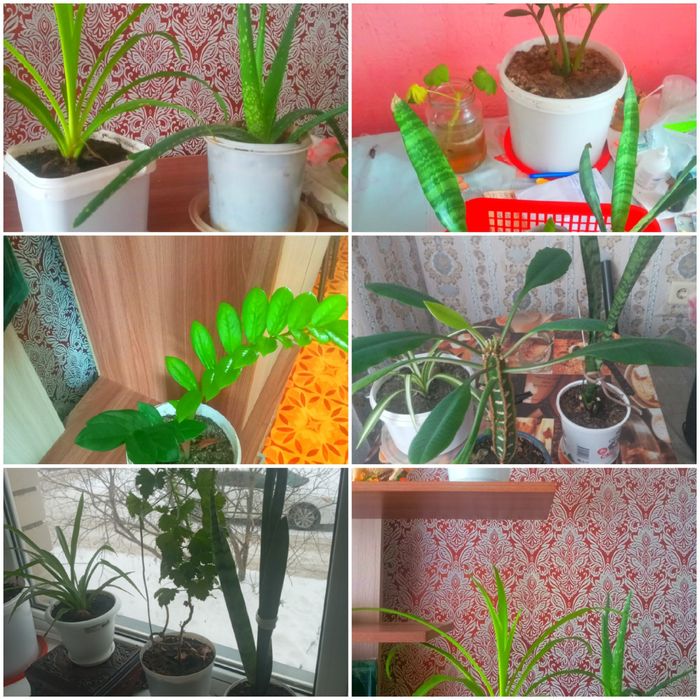 Продаю цветы недорого