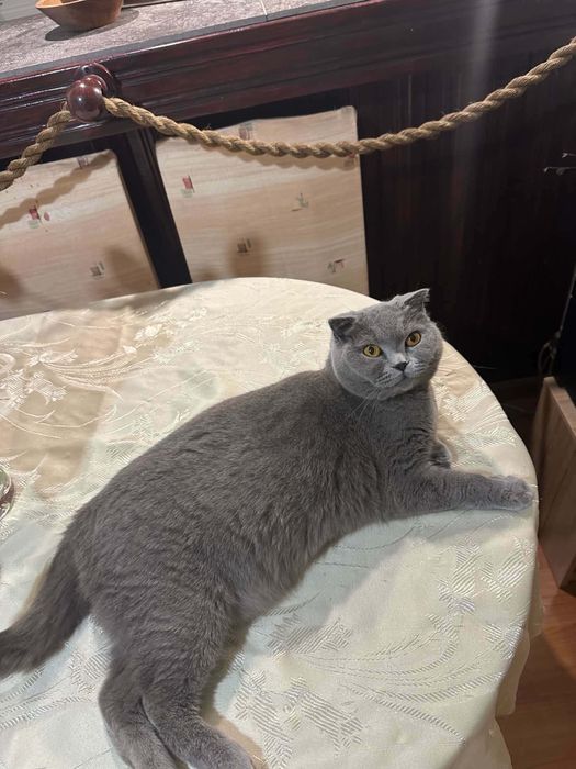Британско коте таби