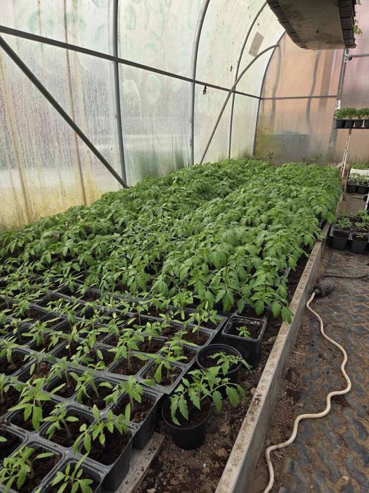 Разсад домати Нови Искър