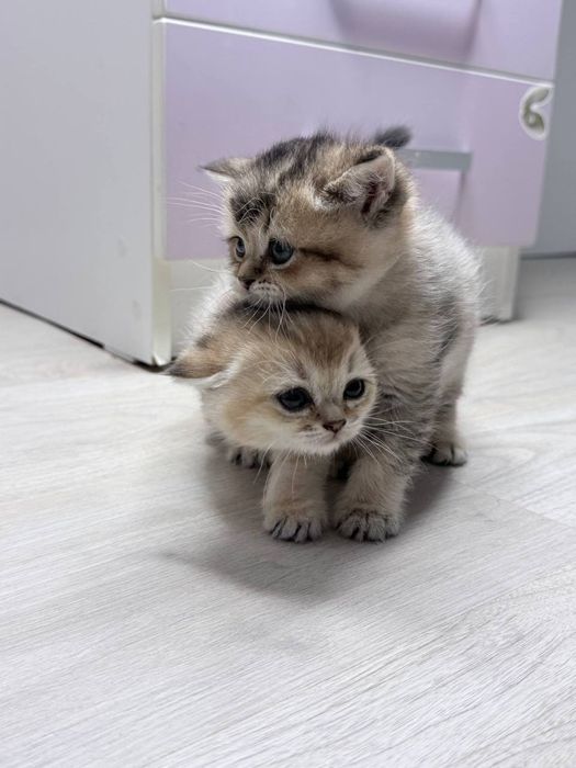 Милые котята,продаются