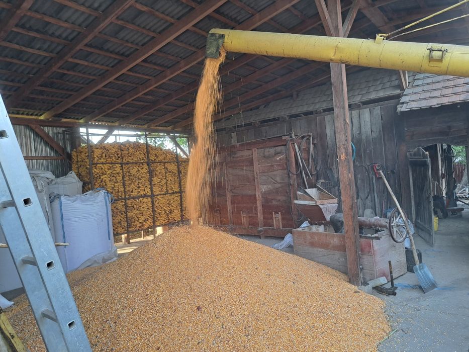 Porumb boabe , grau , floarea soarelui