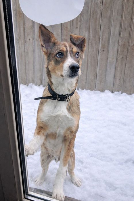 Красивый мальчик Бим ищет дом!!