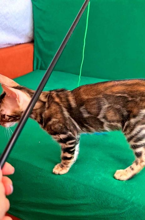 Бронь на минилеопардов для вас!