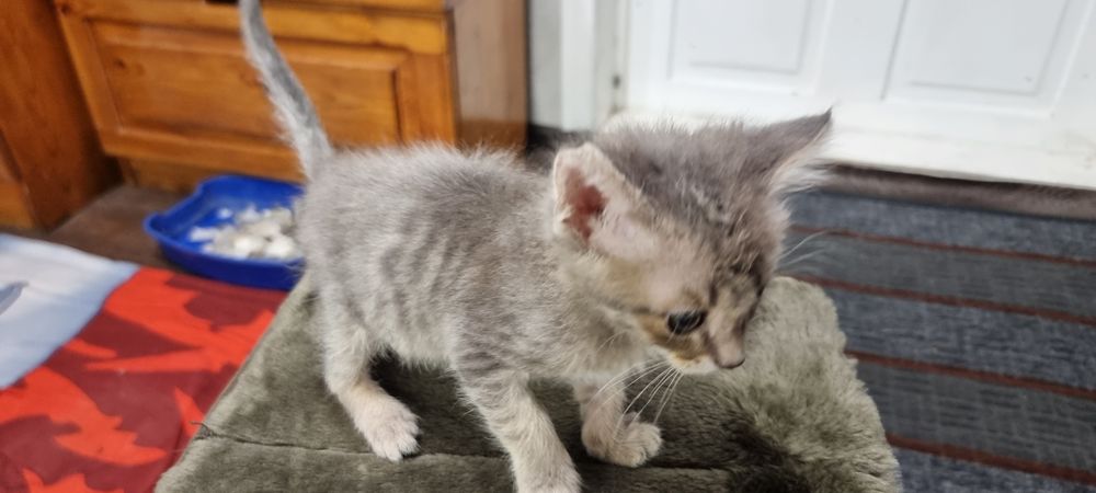Отдам милого котёнка в добрые руки.