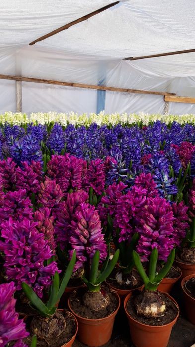 Zambile de vanzare bulbi19+