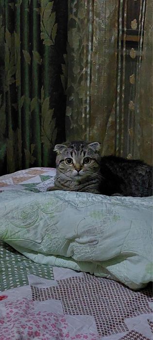 шотландская кошка сатылады