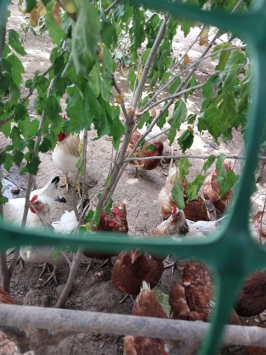 Продаются куры Адлер и Ломан браун