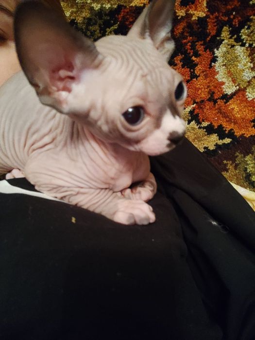 Продам котёнка донского сфинкса