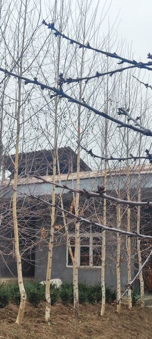 Oq terak     BERIYOZA