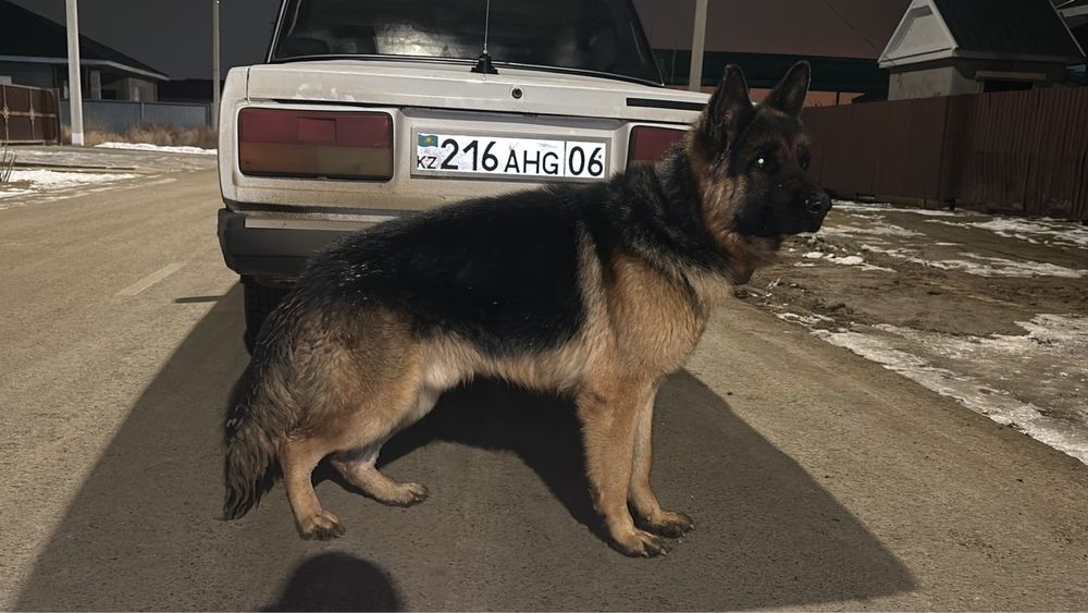 Таза қанды немецкая овчарка