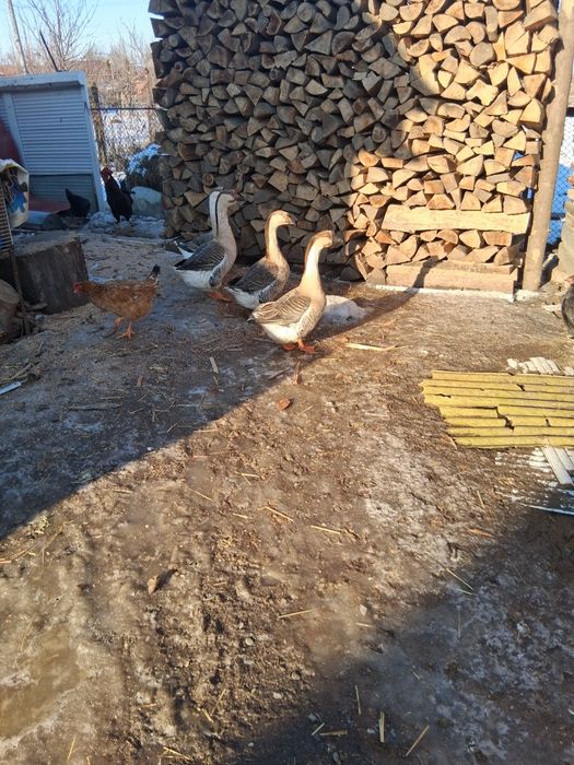 Gaste de vanzaretoartebune