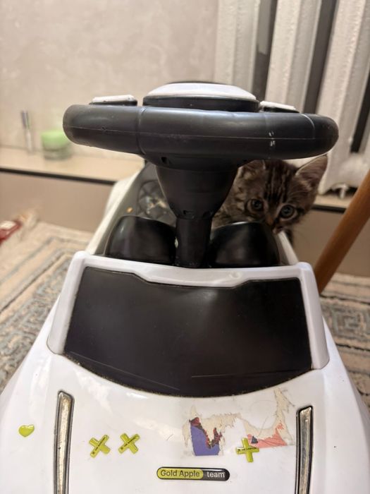 Котенок в хорошие руки
