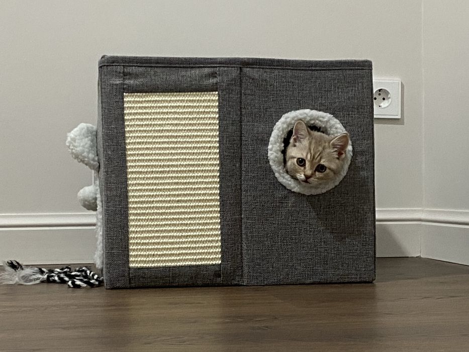 Продам котенка шотландец