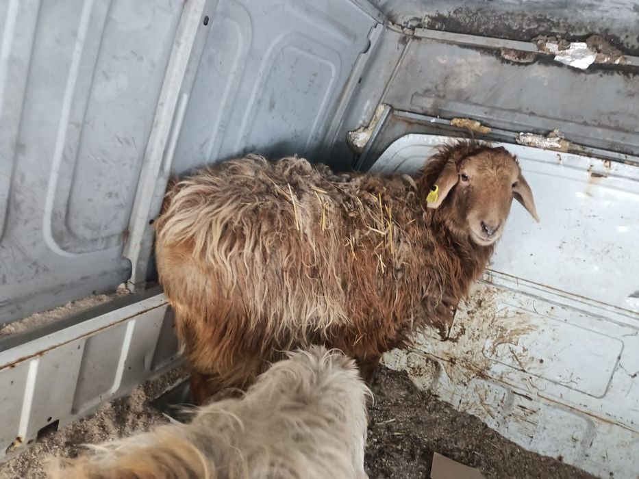 Семіз тоқтылар сатылады