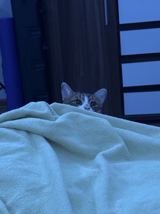 Котик Дуду ищет дом