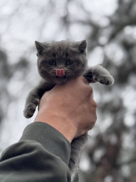 Мушукчаларимиз сотувда