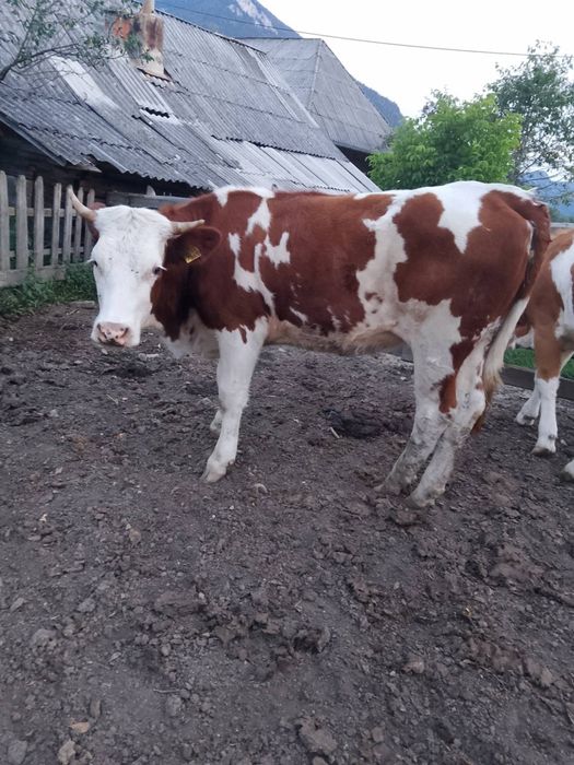 Vacă de vânzare!