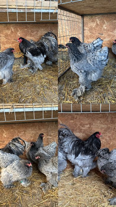 Pereche brahma albastru
