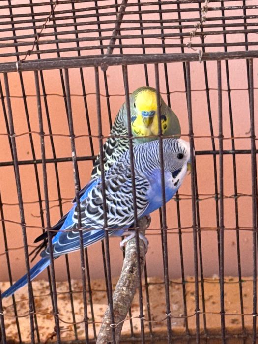 Валнистий тўтилар