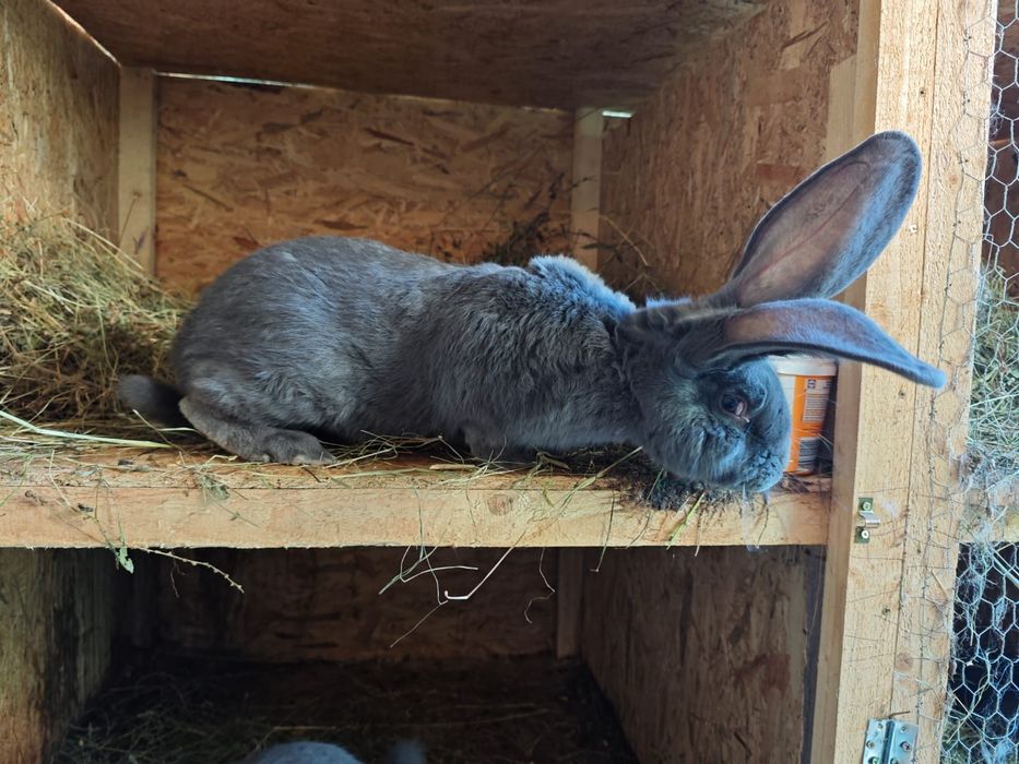 Iepuri Uriaș German