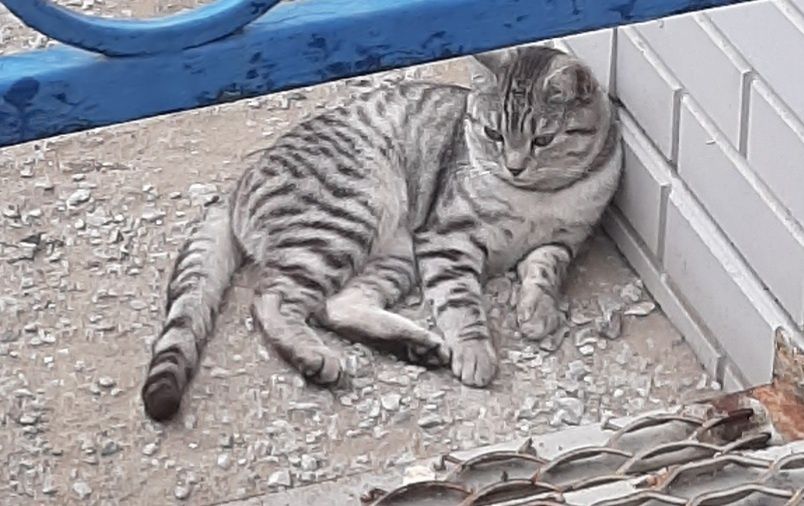 Отдам котика котик