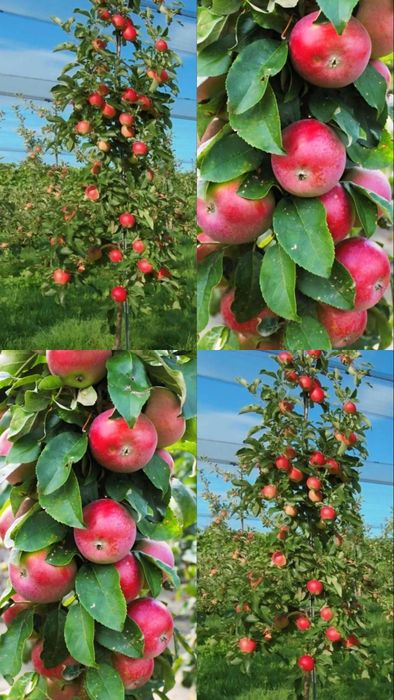 Яблони Груши сливы ясень дуб липа