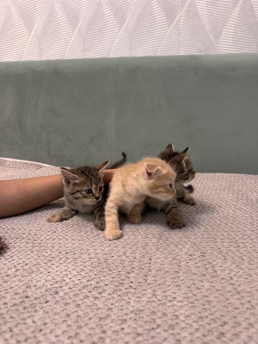 Бесплатна  кошка
