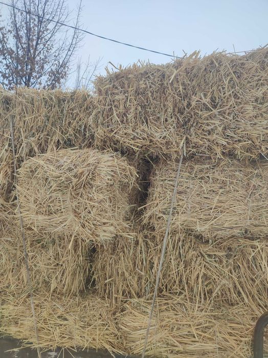 Солома пшеничная сухая