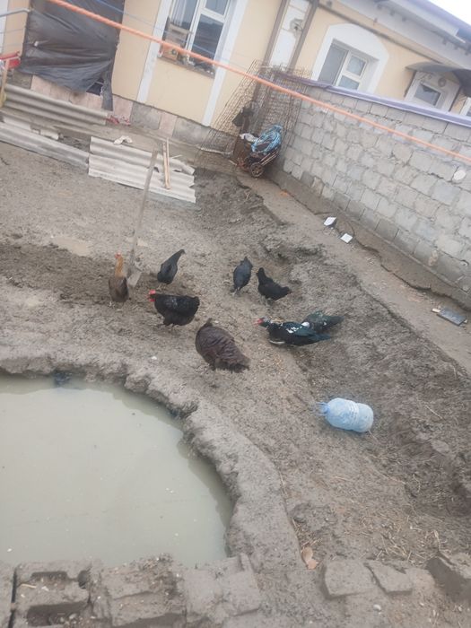 Qora honaki tovug'lar sotiladi tuxum tug'adi