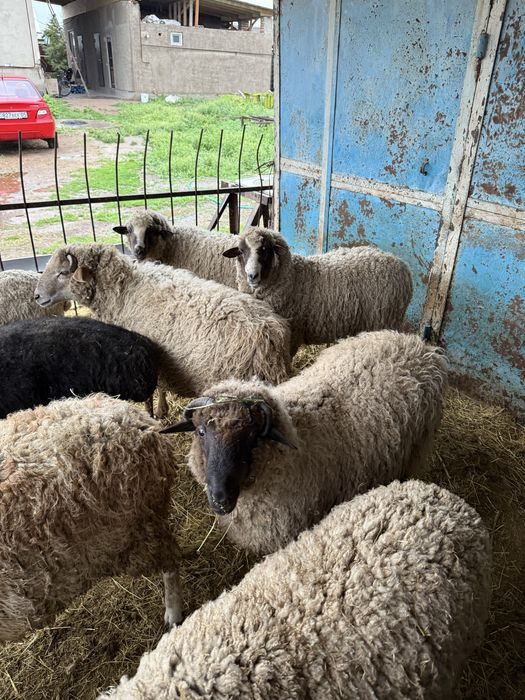 Бараны откорм  жирные