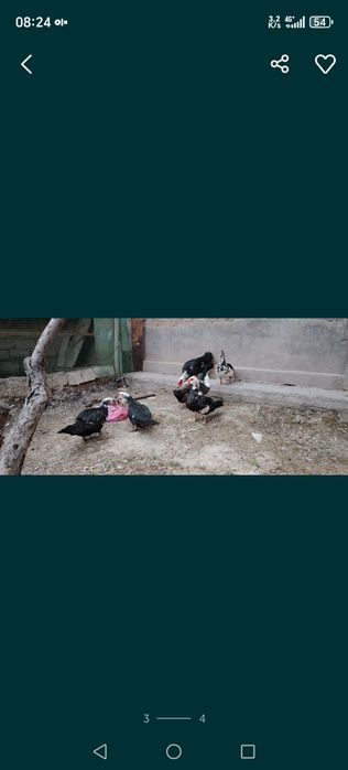 Индоутка жужалари сотилади
