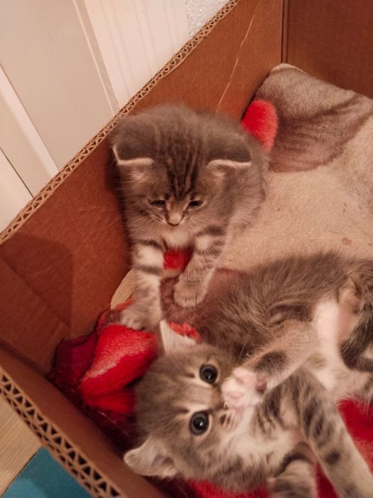 Котята котята девочка ………………..