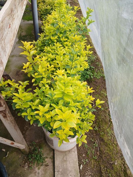 Шамшод кучат  атир гул кучат