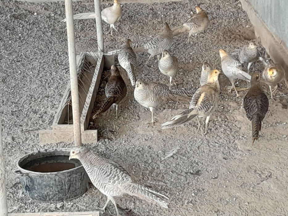 Продам лимонных фазанов парами