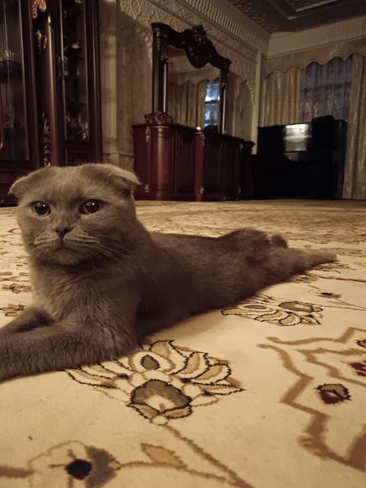 Чистокровная кошечка почти даром.  С лотком с когеточкем