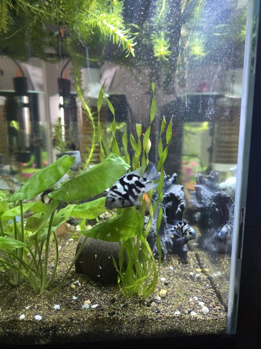 Рыбки попугай. Майкудук