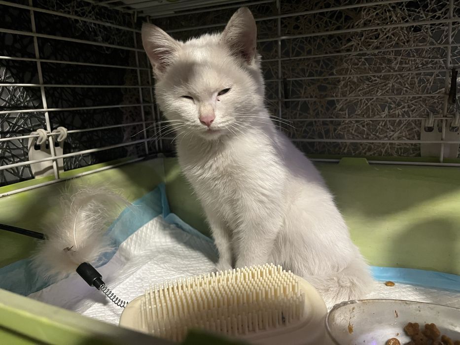 Котенок выкинули