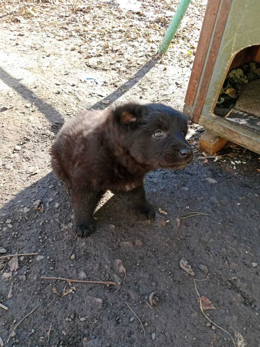 СРОЧНО ищут дом щенки мальчик и девочка