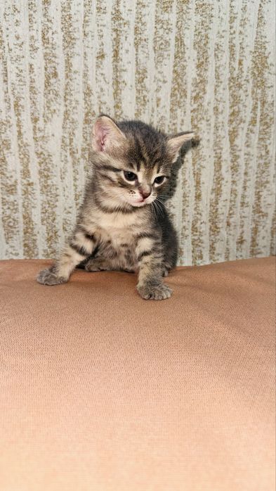 Продаются котята