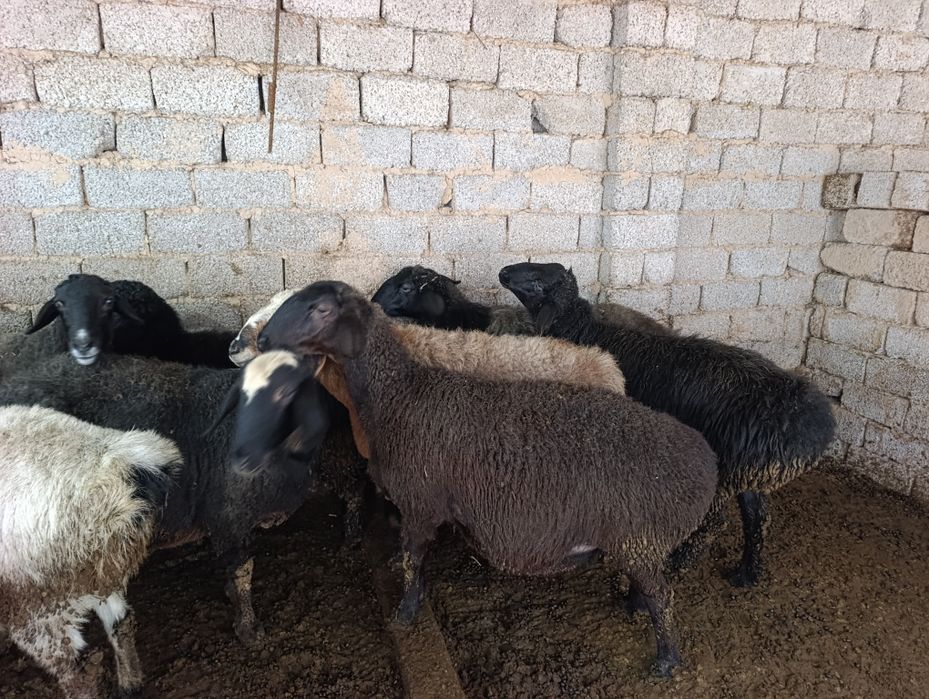 Solu quyla sotiladi 7 oylik va kotta ona bola bogozlariyam honadondan